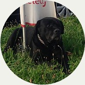 Maître-chien Gennevilliers